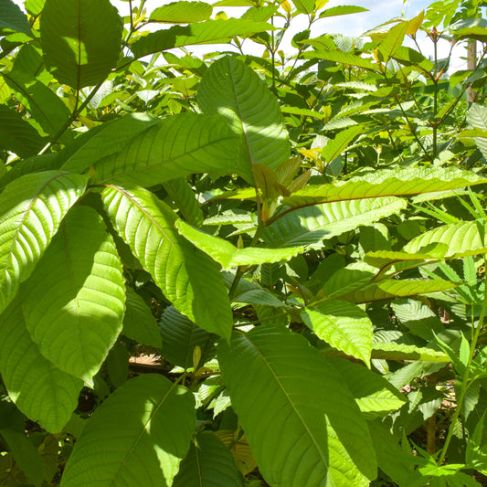 The Ultimate Guide to Kratom: A Journey Through Its World