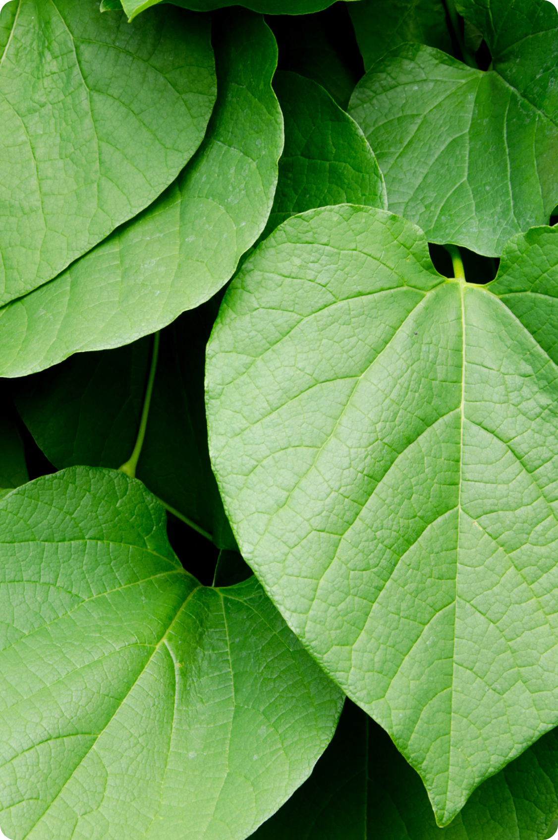 Young Kava Leaves 