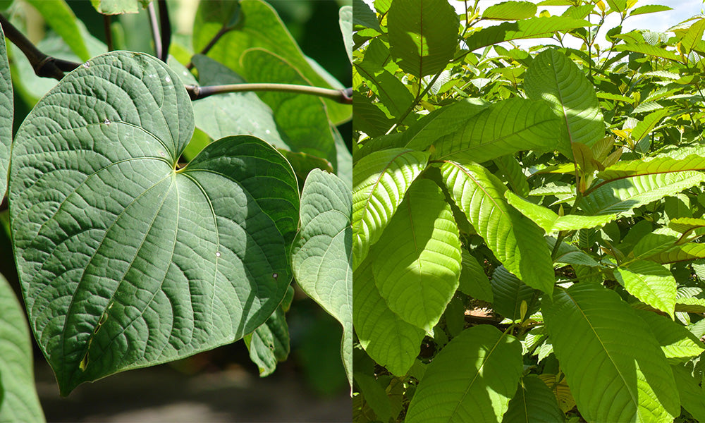 Is Kava Kratom? Unveiling the Differences and Potential Benefits